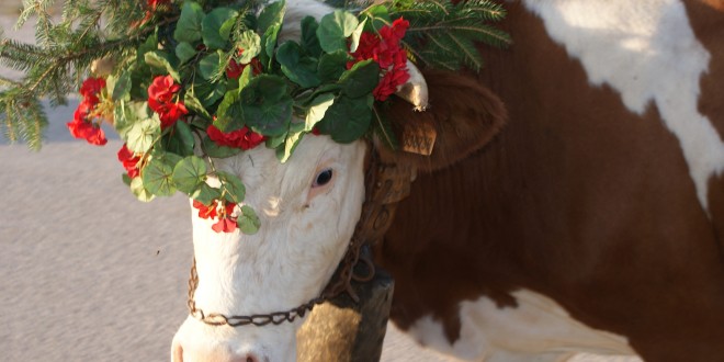 XXXIII Mostra mercato del formaggio e della ricotta di malga