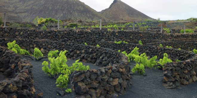 il Consorzio Vesuvio alla 52a ed. del ‘Vinitaly’. Attenzione catalizzata sui “Volcanic wines”