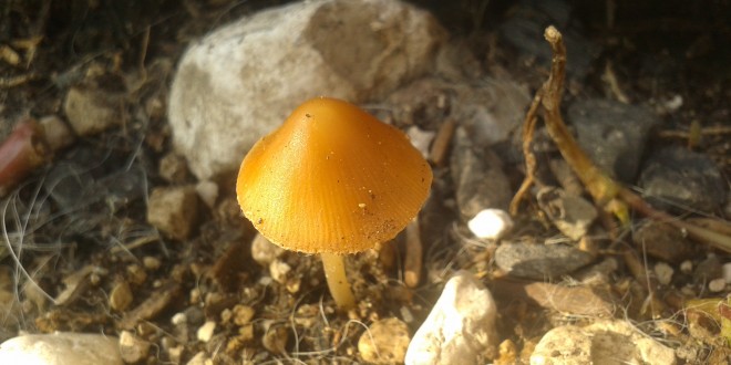 TRIESTE, Museo di Storia Naturale, FUNGHI al MUSEO