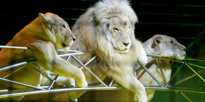 Il Circo Lidia Togni prosegue con lo strepitoso tour per la Sicilia