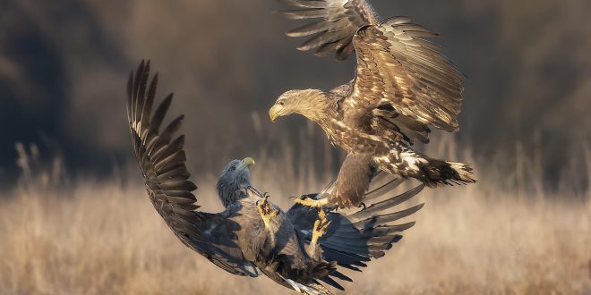 NATURE inPhoto 2020: Friuli Venezia Giulia consegna opere entro il 15 marzo 2020