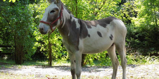 Tramonti di Sopra (Pordenone) 5 luglio:Arti Mestieri Sapori con l’asino Biagio