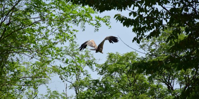 Alla Riserva Naturale Regionale boom di visitatori per il “Griffonday”