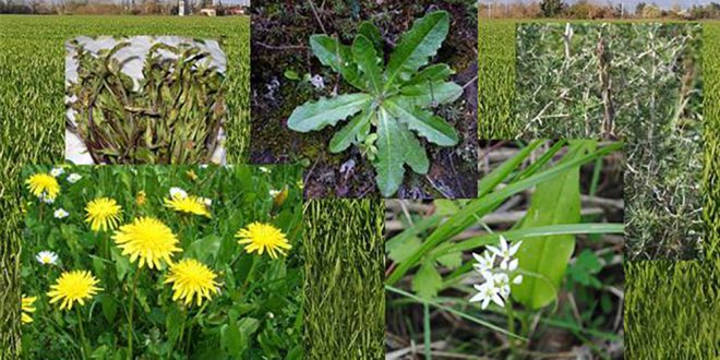 25 aprile alla scoperta delle piante mangerecce del Friuli