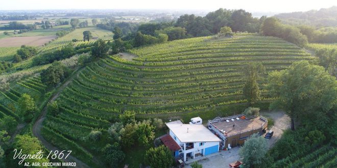 Conoscere le piante mangerecce a spasso tra antiche vigne, colli e prati