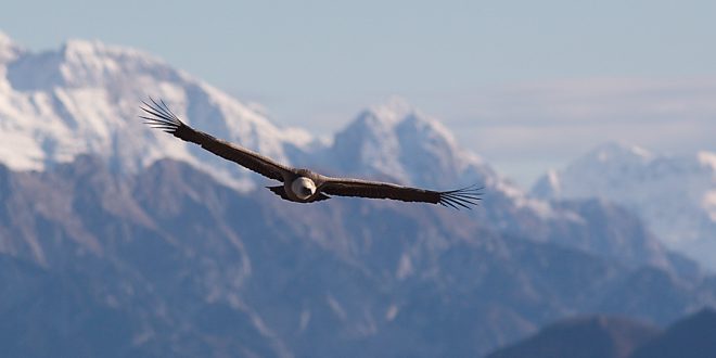 AL VIA GLI EVENTI 2021 NELLA RISERVA NATURALE REGIONALE DEL LAGO DI CORNINO: PRIMO APPUNTAMENTO DOMENICA 27 GIUGNO, CON TRE VISITE GUIDATE