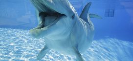 Corso di primo soccorso per delfini spiaggiati o a rischio spiaggiamento promosso da Zoomarine Trust Onlus