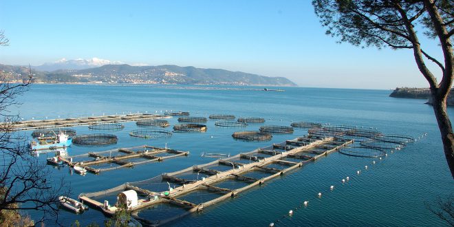 DAL 26 GEN. A PORDENONE Al via AquaFarm, protagoniste acquacoltura, fattorie verticali e algocoltura