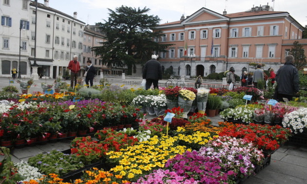 Parte venerdì 10 marzo Gorizia in Fiore, manifestazione di primavera a ingresso libero in programma fino al 12 marzo 2017 in Corso Verdi e via Oberdan a Gorizia