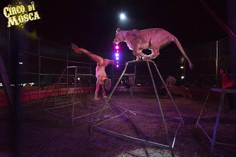 L’estate continua al Circo di Mosca, Dal 25 agosto al 24 settembre, a Bergamo,