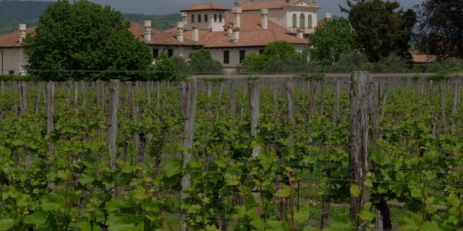 Vino, una nuova etichetta per festeggiare i 50 anni della Fondazione de Claricini Dornpacher