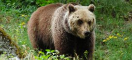 Orso in Trentino: WWF lancia una petizione su Change per salvarlo