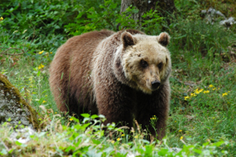 Orso in Trentino: WWF lancia una petizione su Change per salvarlo