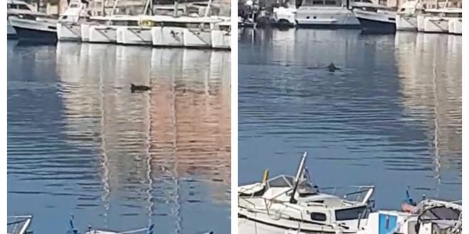 La tranquillità spinge i delfini fino alla darsena di Portoferraio all’Isola d’Elba